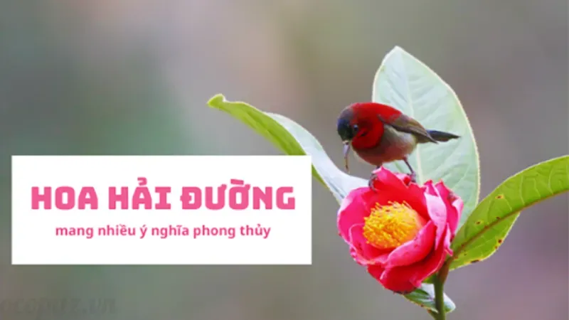 Hoa hải đường - Những điều cần biết để cây ra hoa đúng dịp 3