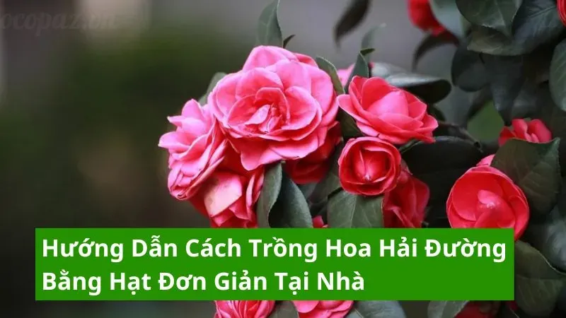 Hoa hải đường - Những điều cần biết để cây ra hoa đúng dịp 5