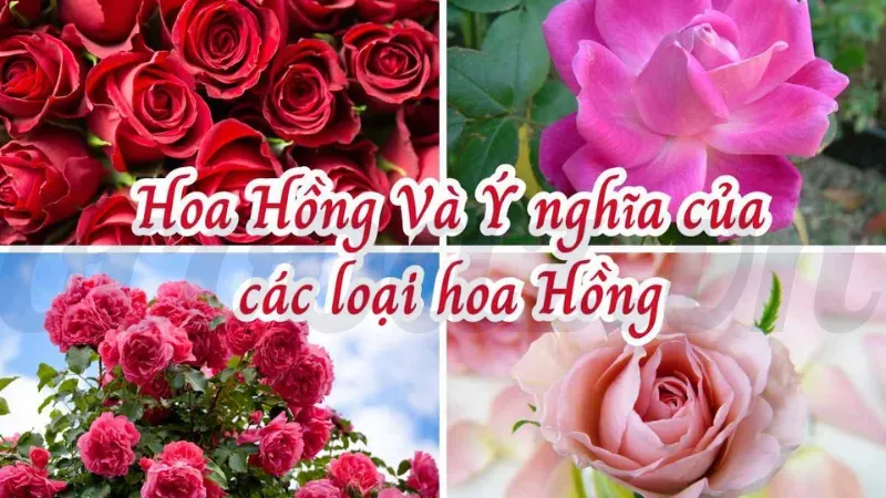 Tại sao hoa hồng là sự lựa chọn hoàn hảo cho mọi dịp? 2