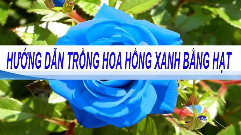 Cách trồng và chăm sóc hoa hồng xanh tại nhà đơn giản 8