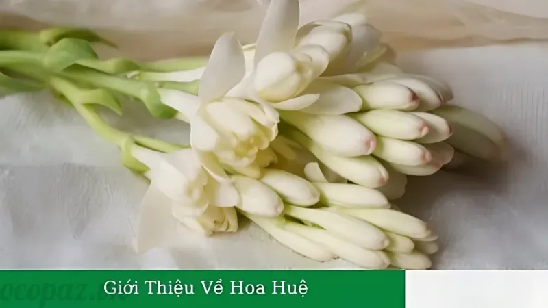 Khám phá ý nghĩa hoa huệ trong phong thuỷ và cuộc sống 1