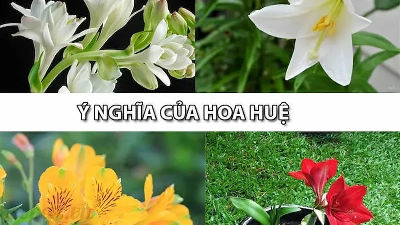 Khám phá ý nghĩa hoa huệ trong phong thuỷ và cuộc sống 2