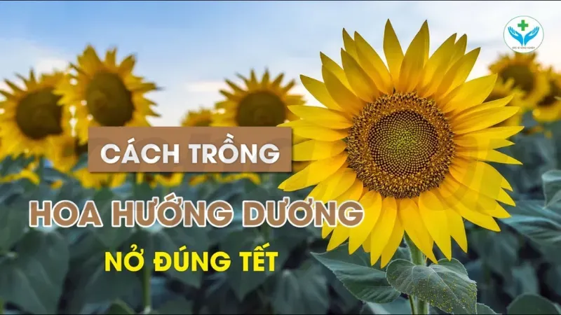 Ý nghĩa phong thủy của hoa hướng dương trong gia đình 5