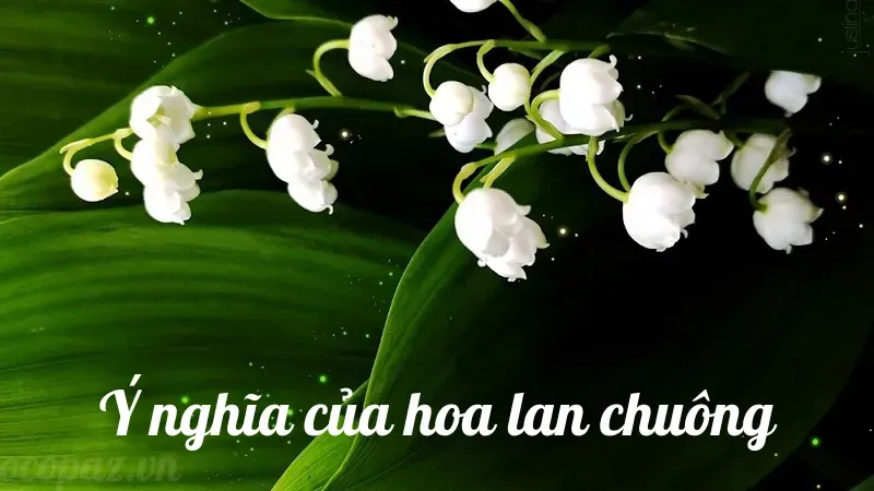 Hoa lan chuông - Ý nghĩa và cách trồng đơn giản tại nhà 3