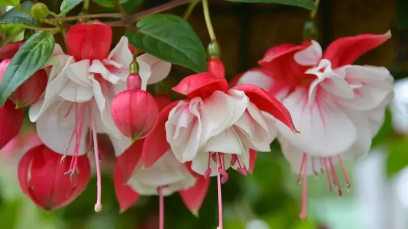 Hoa lồng đèn (Fuchsia) - Ý nghĩa, cách trồng và chăm sóc tại nhà 1