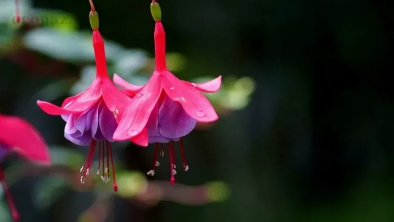 Hoa lồng đèn (Fuchsia) - Ý nghĩa, cách trồng và chăm sóc tại nhà 3