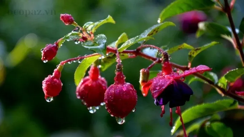 Hoa lồng đèn (Fuchsia) - Ý nghĩa, cách trồng và chăm sóc tại nhà 4