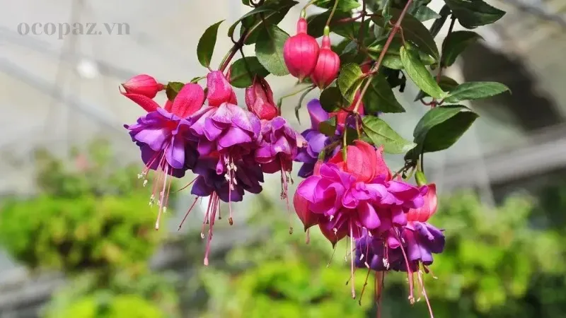 Hoa lồng đèn (Fuchsia) - Ý nghĩa, cách trồng và chăm sóc tại nhà 5