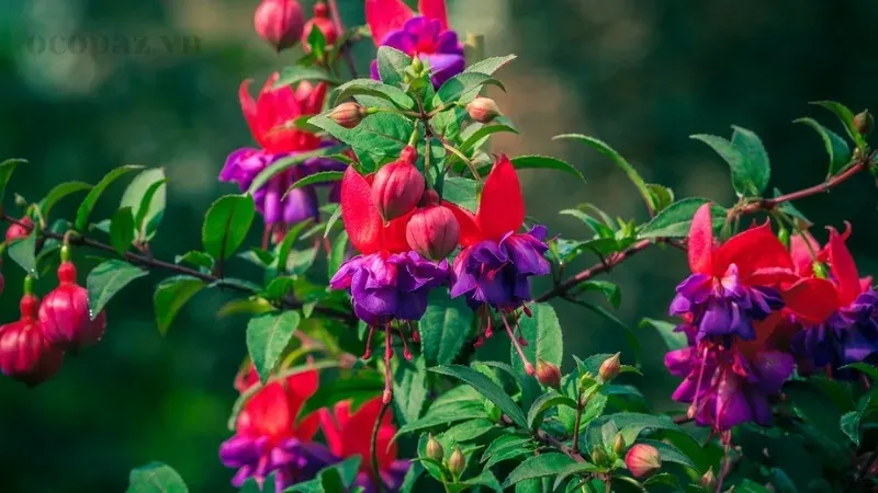 Hoa lồng đèn (Fuchsia) - Ý nghĩa, cách trồng và chăm sóc tại nhà 6