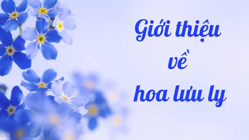 Hoa lưu ly - Ý nghĩa và cách chăm sóc để luôn tươi đẹp 1