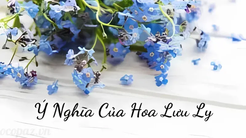 Hoa lưu ly - Ý nghĩa và cách chăm sóc để luôn tươi đẹp 3