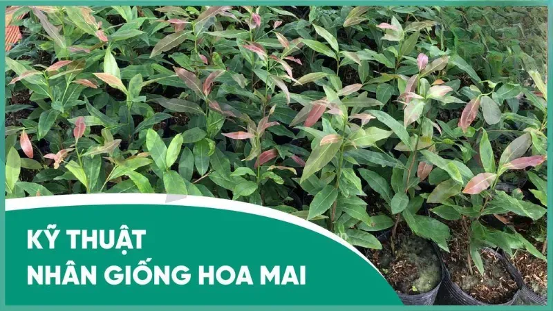 Hoa mai có ý nghĩa gì trong văn hóa Việt Nam và ngày Tết? 3