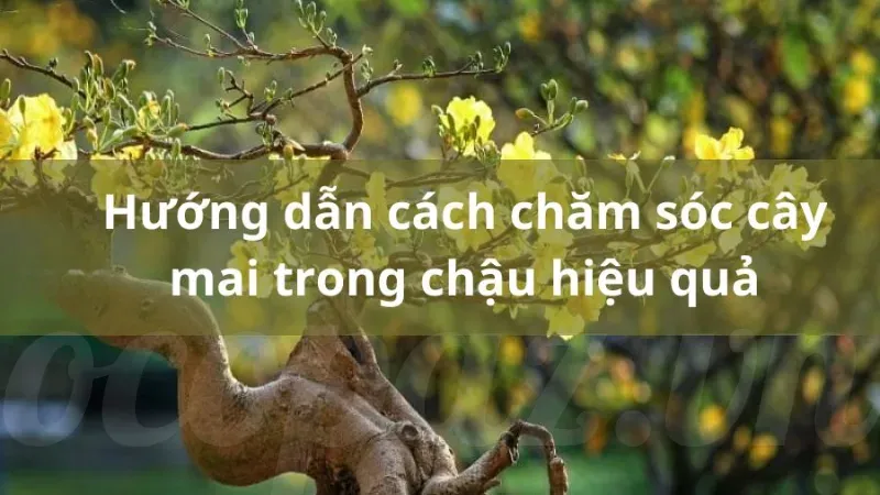 Hoa mai có ý nghĩa gì trong văn hóa Việt Nam và ngày Tết? 4