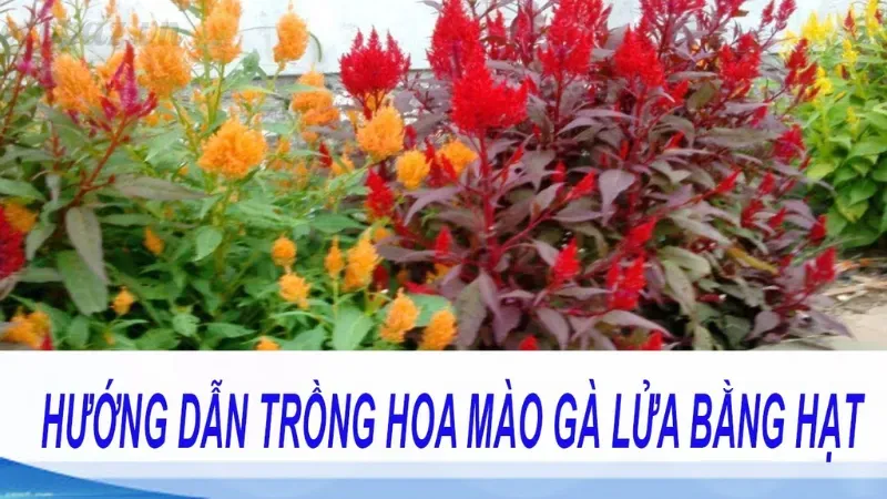 Hoa mào gà - Ý nghĩa phong thủy và cách chăm sóc đúng cách 5