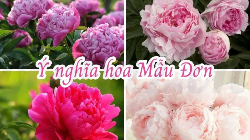 Hoa mẫu đơn - Ý nghĩa phong thủy và cách trồng đúng cách 2