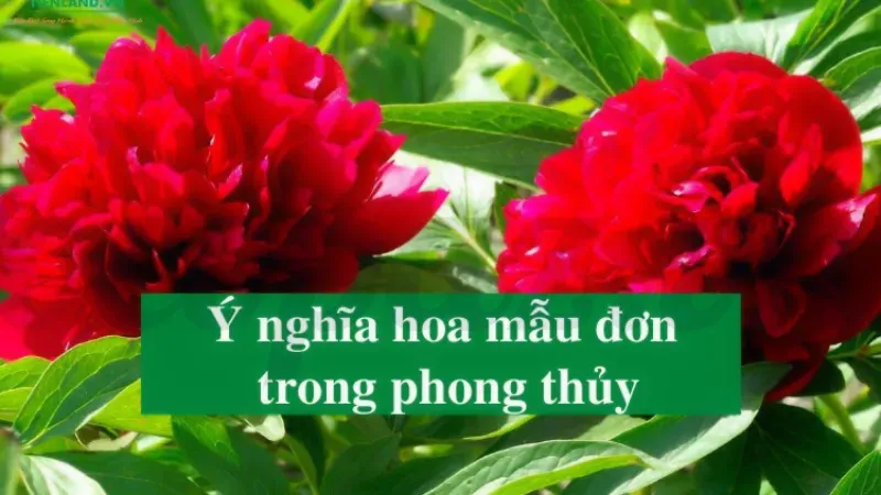 Hoa mẫu đơn - Ý nghĩa phong thủy và cách trồng đúng cách 3