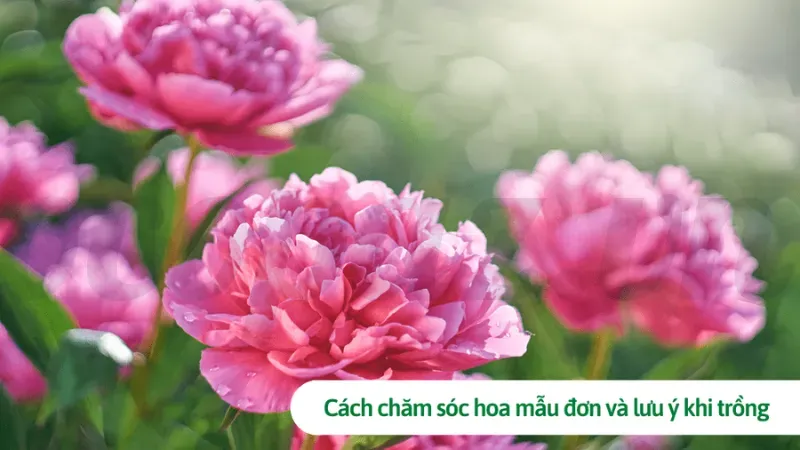 Hoa mẫu đơn - Ý nghĩa phong thủy và cách trồng đúng cách 5