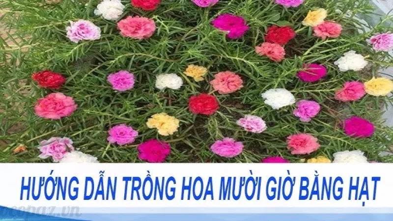 Ý nghĩa hoa mười giờ và cách trồng tại nhà đơn giản 5