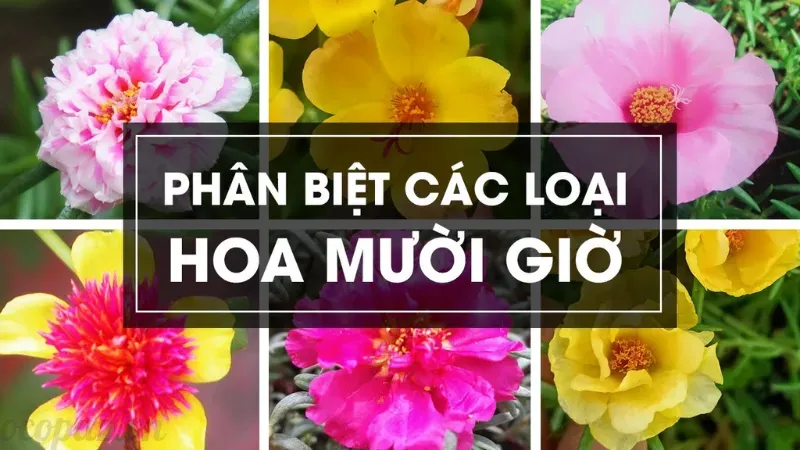 Ý nghĩa hoa mười giờ và cách trồng tại nhà đơn giản 6