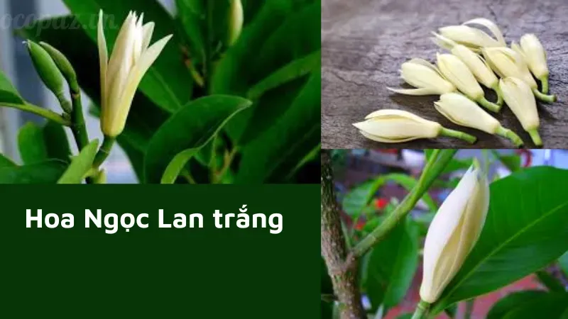 Hoa ngọc lan có ý nghĩa gì? Bí ẩn đằng sau vẻ đẹp tinh khôi 2