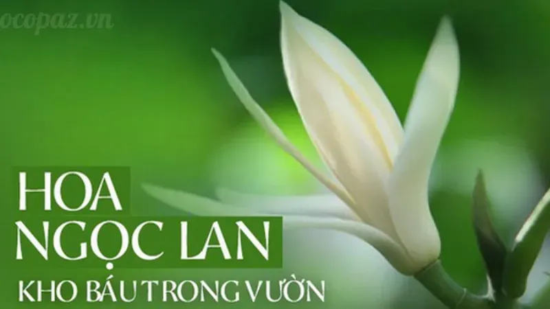 Hoa ngọc lan có ý nghĩa gì? Bí ẩn đằng sau vẻ đẹp tinh khôi 4