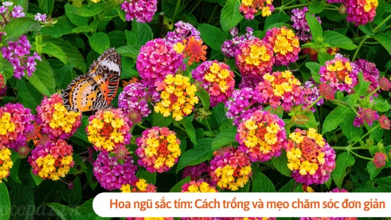 Hoa ngũ sắc - Ý nghĩa và cách trồng để cây luôn tươi tốt 4