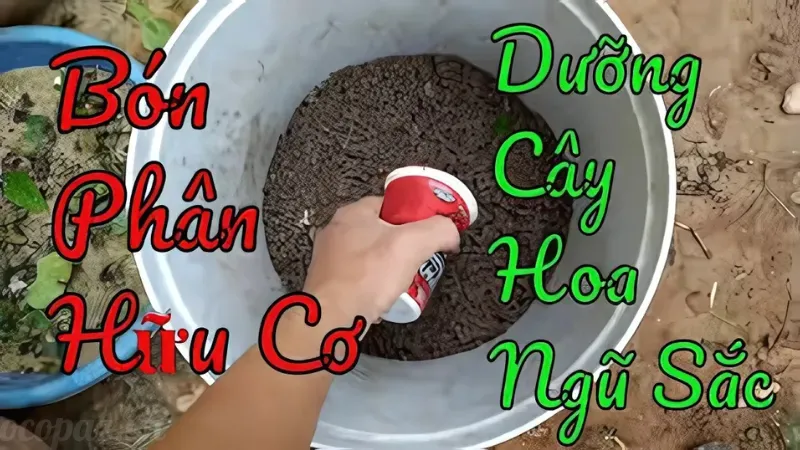 Hoa ngũ sắc - Ý nghĩa và cách trồng để cây luôn tươi tốt 5