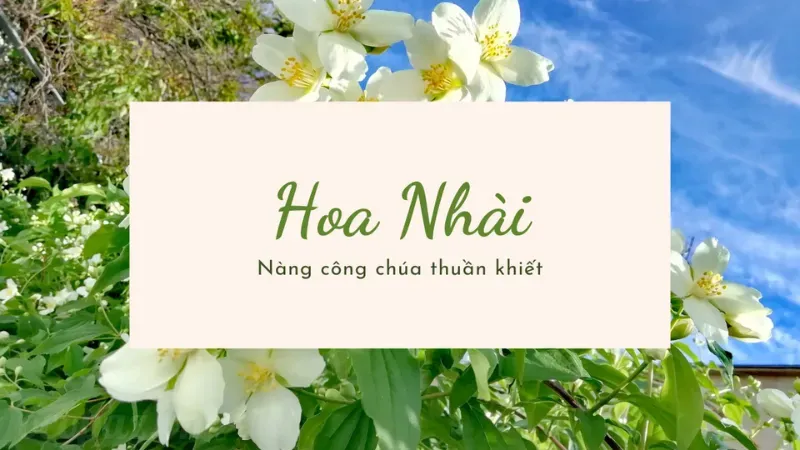 Hoa nhài có tác dụng gì trong việc làm đẹp và thư giãn? 1