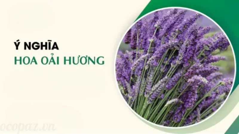 Lợi ích của hoa oải hương trong việc giảm căng thẳng, lo âu 2