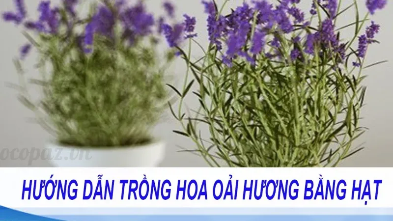 Lợi ích của hoa oải hương trong việc giảm căng thẳng, lo âu 4