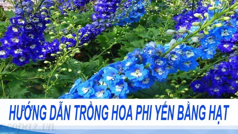 Ý nghĩa hoa phi yến trong trang trí và cuộc sống hàng ngày 5