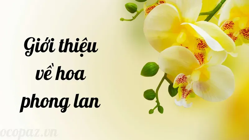 Hoa phong lan - Ý nghĩa và cách trồng cho người mới bắt đầu 1