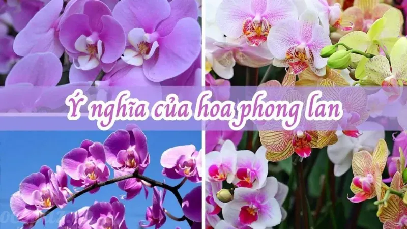 Hoa phong lan - Ý nghĩa và cách trồng cho người mới bắt đầu 3