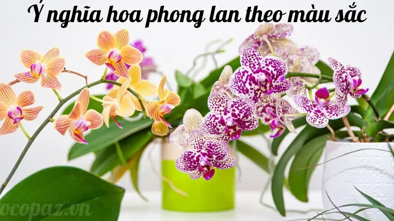 Hoa phong lan - Ý nghĩa và cách trồng cho người mới bắt đầu 4