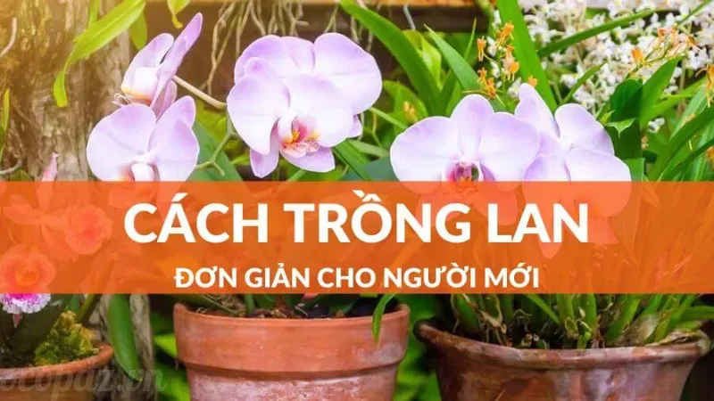 Hoa phong lan - Ý nghĩa và cách trồng cho người mới bắt đầu 5