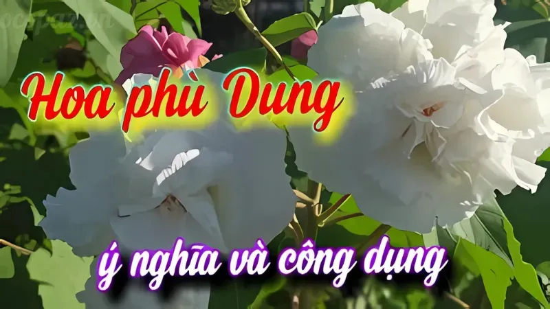 Tìm hiểu cách trồng và chăm sóc hoa phù dung tại nhà 4