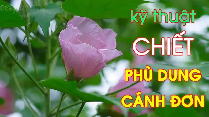 Tìm hiểu cách trồng và chăm sóc hoa phù dung tại nhà 6