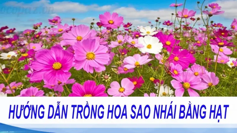 Khám phá những loại hoa sao nhái đẹp nhất hiện nay 5