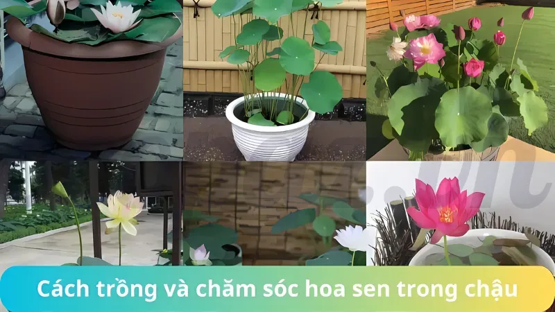 Tìm hiểu về hoa sen - Biểu tượng trong văn hóa Việt Nam 4