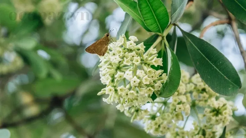 Cách trồng và chăm sóc hoa sưa để có một vườn hoa thơm ngát 2