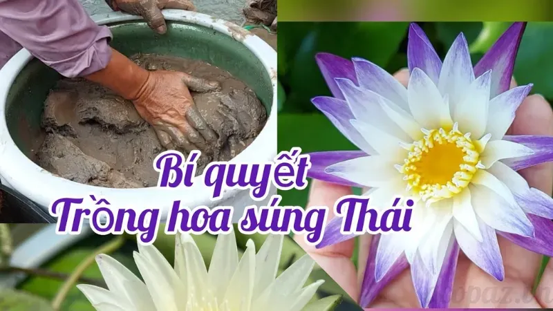 Hoa súng – Ý nghĩa phong thuỷ và cách trang trí hợp lý 7