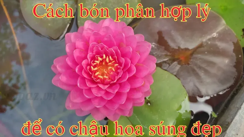 Hoa súng – Ý nghĩa phong thuỷ và cách trang trí hợp lý 8