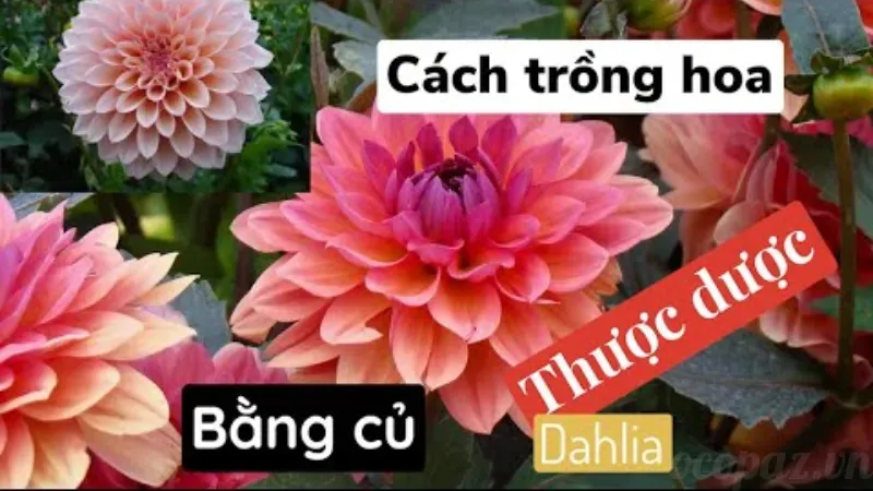 Hoa thược dược có ý nghĩa gì? Bí quyết trồng hiệu quả 5