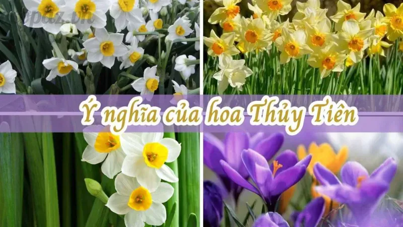 Hoa thủy tiên - Ý nghĩa phong thủy và cách bài trí tốt nhất 5