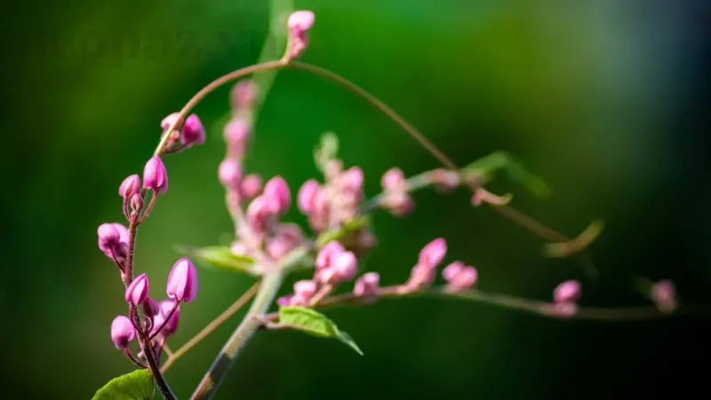 Hoa Tigon - Điểm nhấn tuyệt vời cho khu vườn của bạn 4