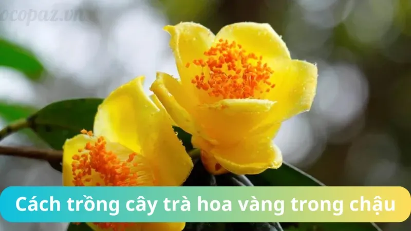 Hoa trà có ý nghĩa phong thủy gì trong trang trí nhà cửa? 10