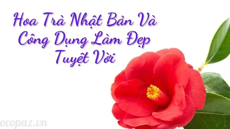 Hoa trà có ý nghĩa phong thủy gì trong trang trí nhà cửa? 12