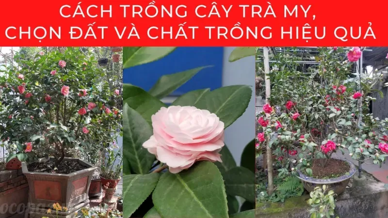 Hoa trà my - Biểu tượng của sự thanh khiết và tình yêu 7