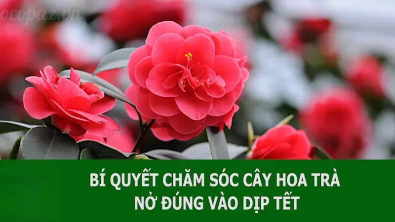 Hoa trà my - Biểu tượng của sự thanh khiết và tình yêu 8