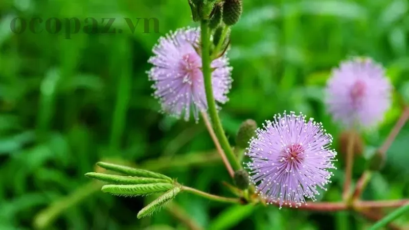 Hoa trinh nữ - Ý nghĩa và tác dụng trong y học cổ truyền 6